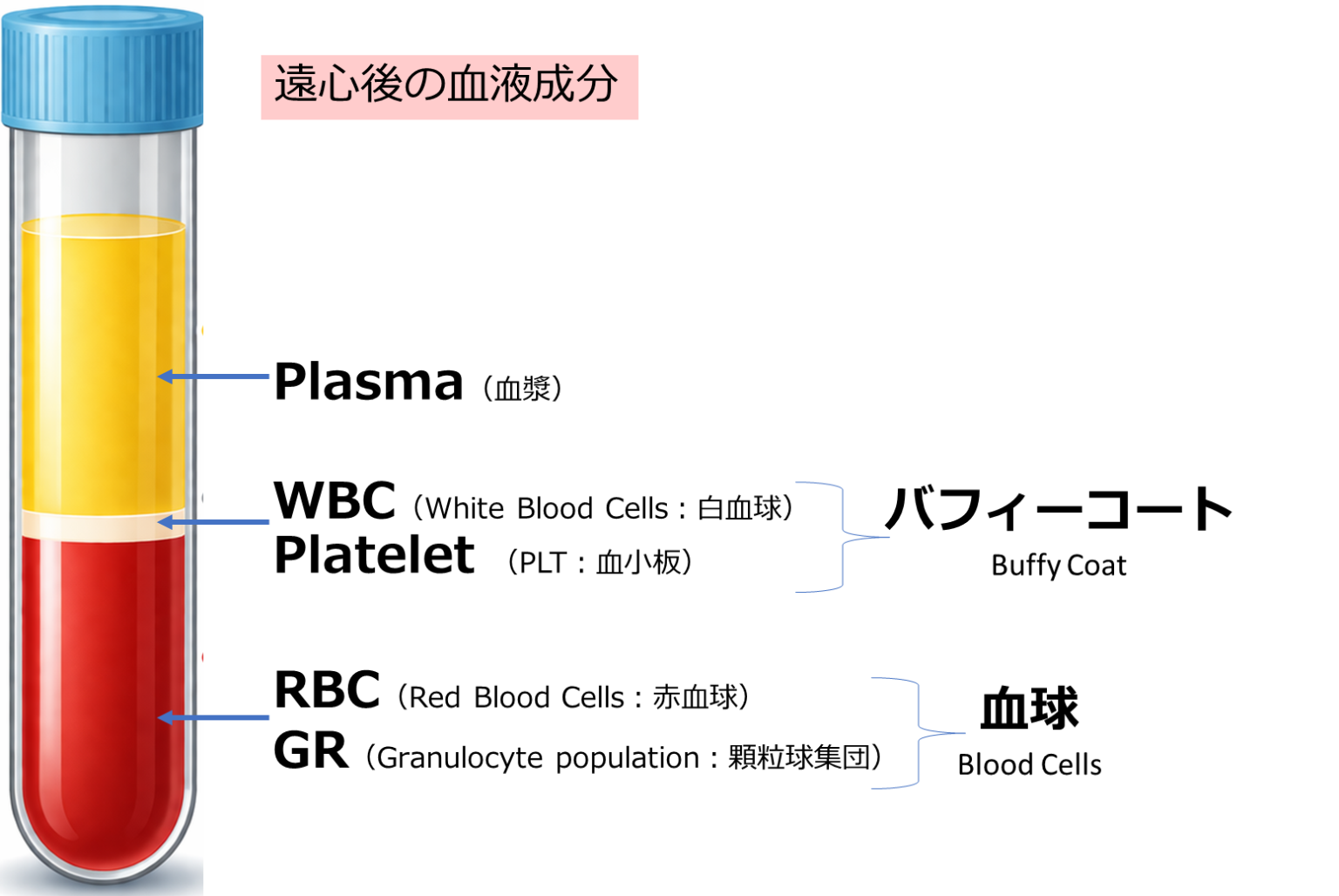 血清と血漿の違いとは?|全血・採血管・分画までわかりやすく解説 | 現場で使える 理系実務のやさしい基礎講座