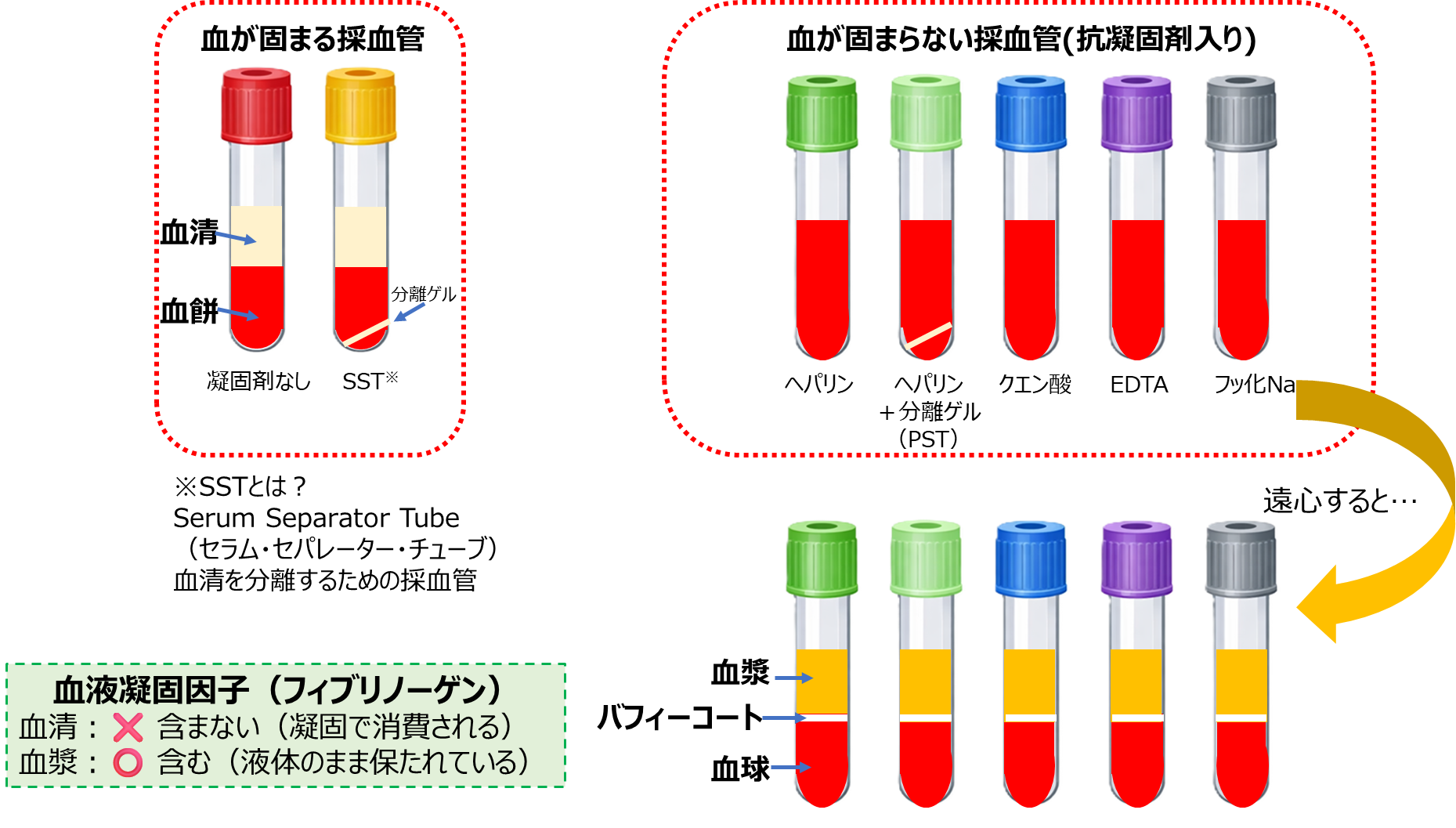 血清と血漿の違いとは?|全血・採血管・分画までわかりやすく解説 | 現場で使える 理系実務のやさしい基礎講座